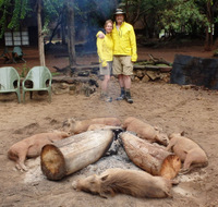 Real Live Warthogs warm by Campfire, Swaziland